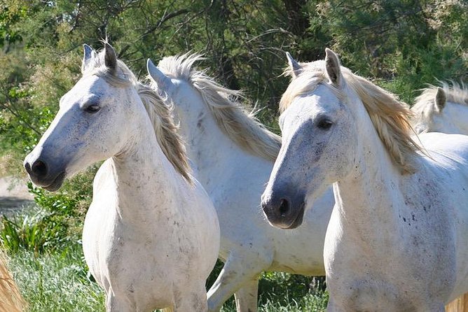 4x4 Camargue Safari 4h - Departure from Arles - Price and value: what $71.35 buys you in the real world