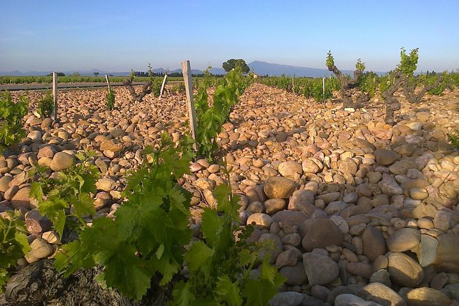 A Day in Provence Small Group Tour from Marseille - The vehicle, the pacing, and why small group matters