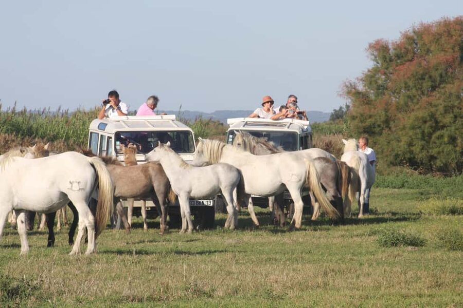 Aigues Mortes: Jeep Photo Safari in Camargue - Camargue wildness from Aigues-Mortes, by Jeep and with photo stops