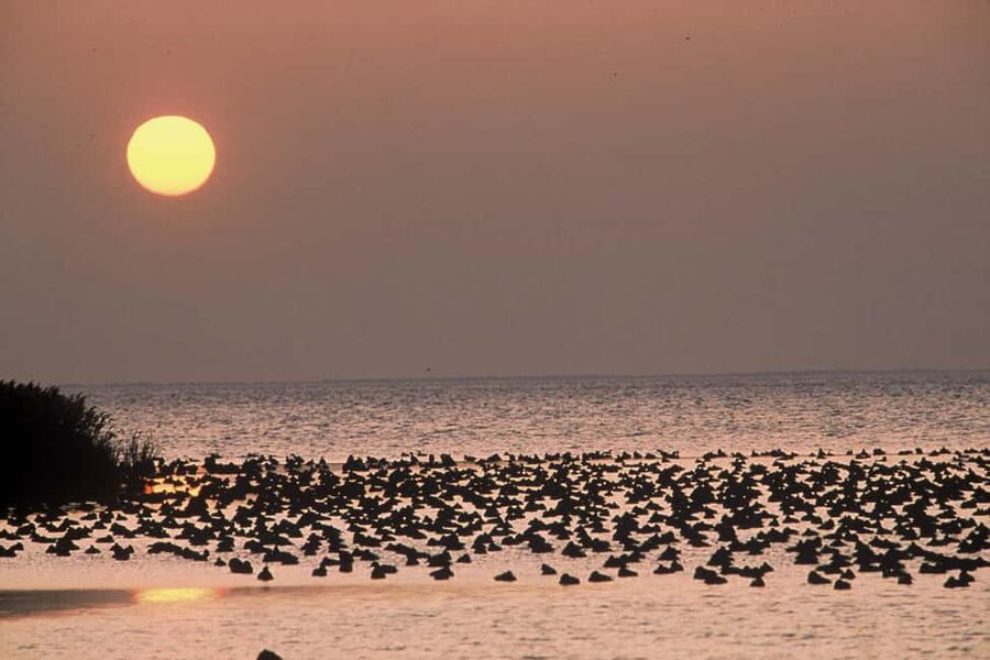 Aigues Mortes: Jeep Photo Safari in Camargue - Horses, bulls, birds, and pink flamingos, what to watch for on the day
