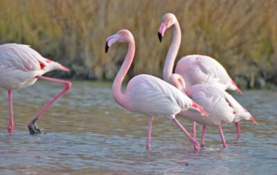 Aigues Mortes: Jeep Photo Safari in Camargue