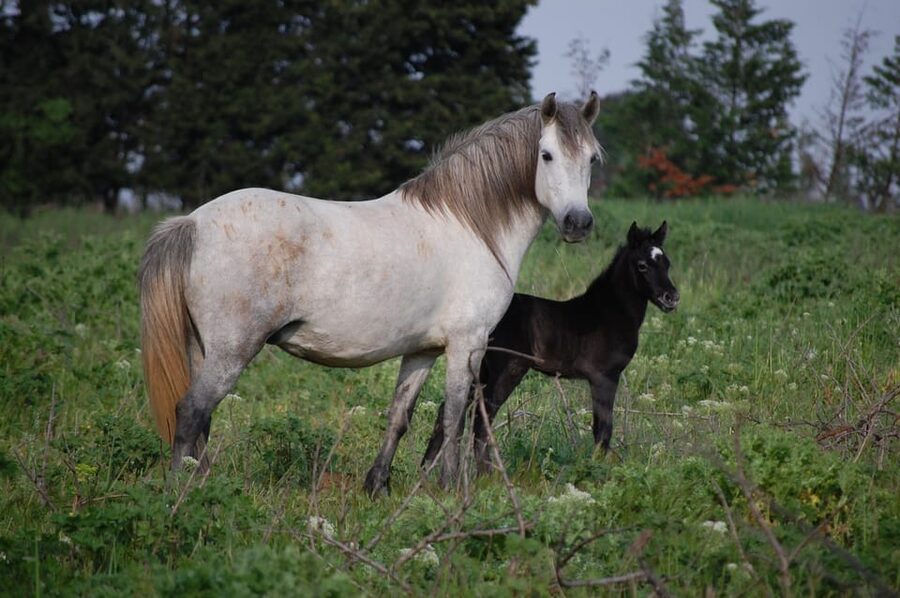 Aigues Mortes: Jeep Photo Safari in Camargue - Who this safari suits best, and who should skip it