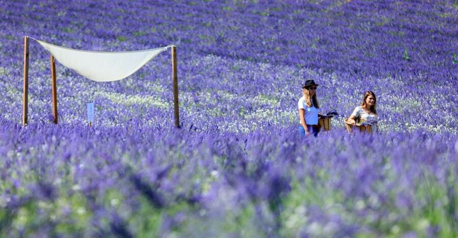 Aix-en-Provence: Lavender Fields Visit - Your Lavender Welcome: What the Short Intro Really Does