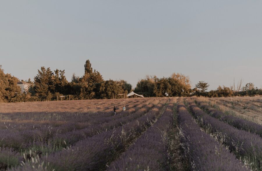Aix-en-Provence: Lavender Fields Visit - Season and Bloom Expectations: Getting the Photos You Want
