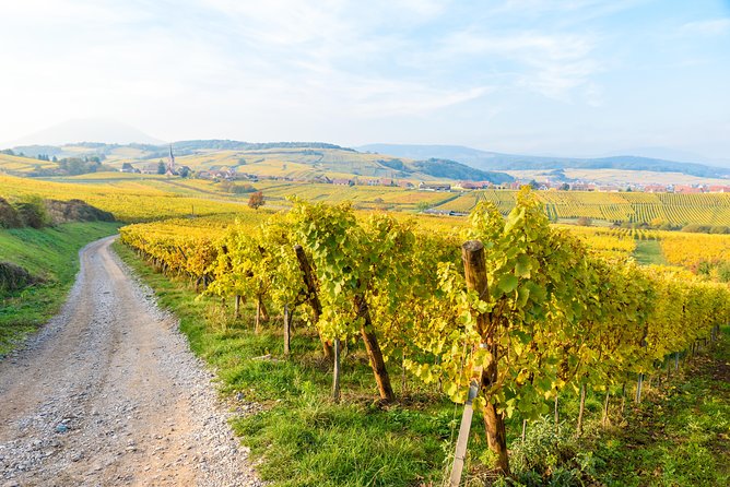 Alsace Half Day Wine Tour from Colmar - Small Group Energy: English Guides and Real Conversations