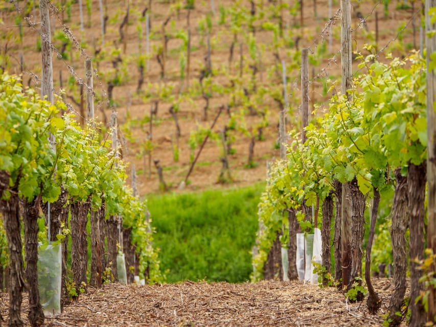 Alsace Half-Day Wine Tour from Strasbourg - Driving time and the value of seeing Alsace from the road
