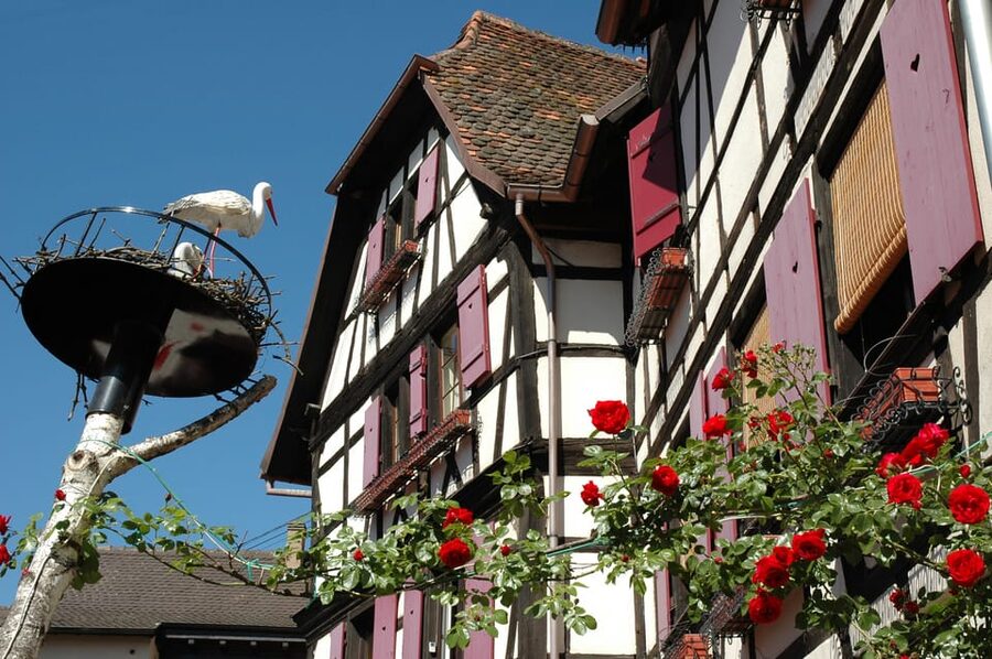 Alsace Half-Day Wine Tour from Strasbourg - Should you book this Alsace Half-Day Wine Tour from Strasbourg?