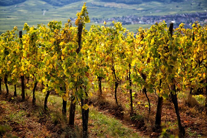 Alsace Wine Route Wineries & Tasting Small Group Guided Tour from Strasbourg - Midday lunch on your own, plus how to plan your food day