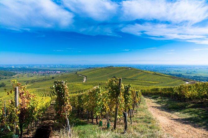 Alsace Wine Route Wineries & Tasting Small Group Guided Tour from Strasbourg - Ribeauvillé and Riquewihr: villages, chateaux names, and the final wine stop