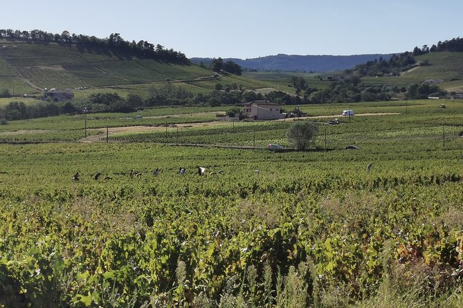 Beaujolais wine tour from Lyon half day - Key highlights