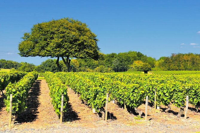 Beaujolais wine tour from Lyon half day - From Lyon, this Beaujolais day has the right pace