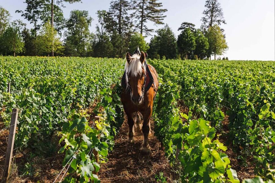 Beaune: Wine Tasting at Château de Pommard - Burgundy’s Classifications and the Map of the Region