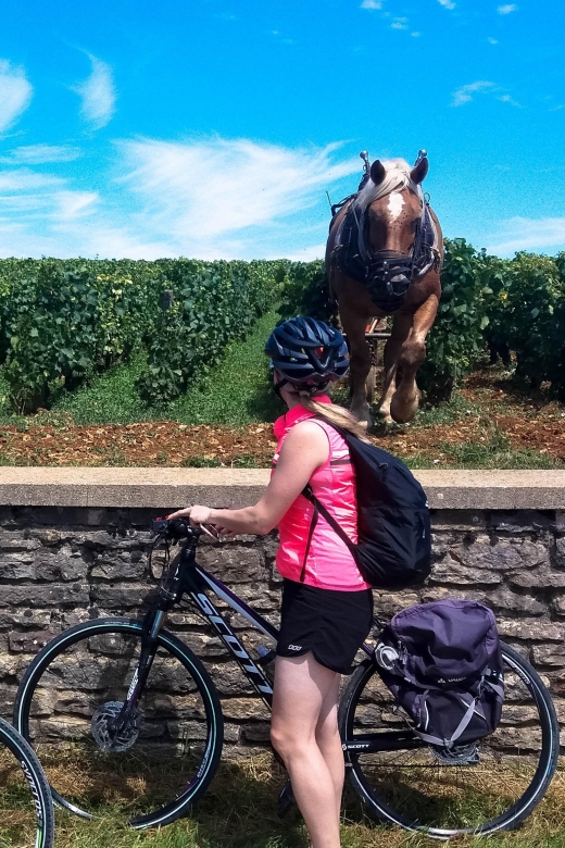 Beaune: Winery Tour by Bike with Wine Tasting - Should you book this tour?