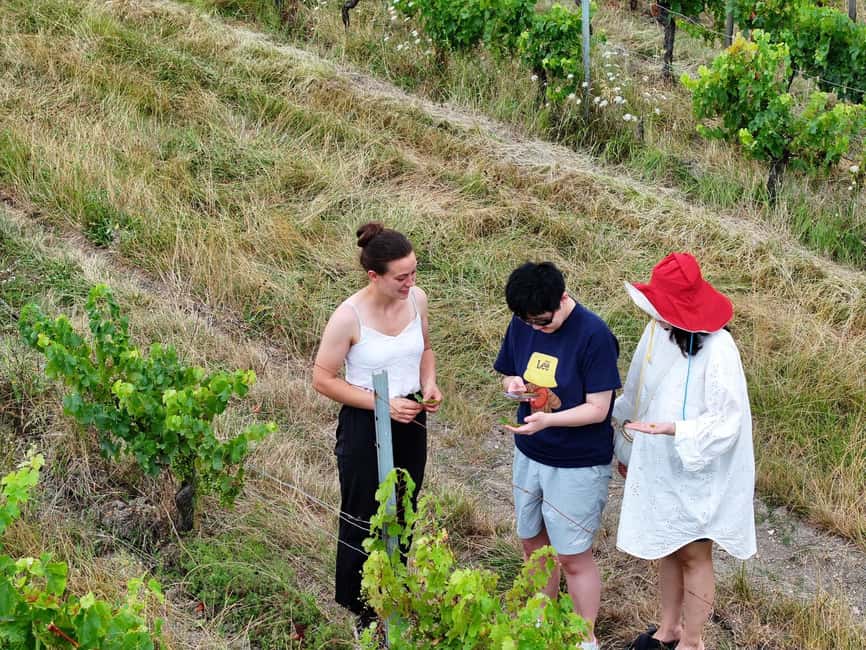 Bordeaux: Explore an Organic Family Vineyard with Tasting - Key things I’d highlight