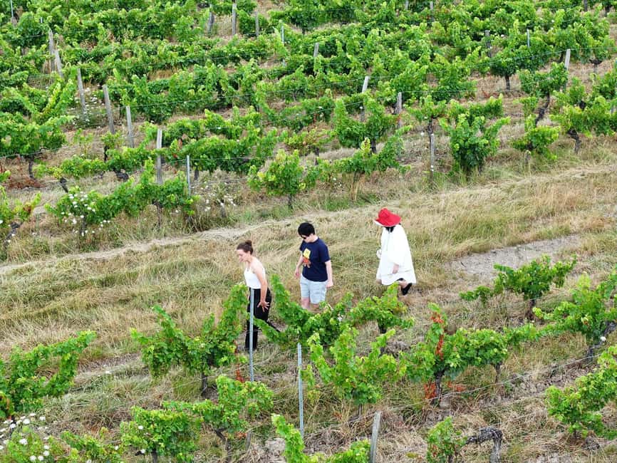 Bordeaux: Explore an Organic Family Vineyard with Tasting - Should you book Pestoury Vineyard?