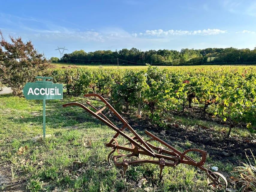 Bordeaux: Explore an Organic Family Vineyard with Tasting - Cellar walkthrough: fermentation, aging, and why timing matters