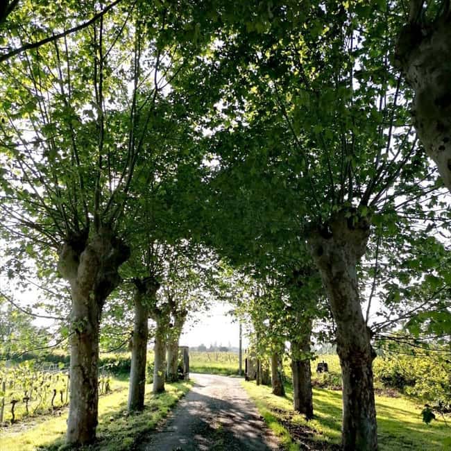 Bordeaux: Explore an Organic Family Vineyard with Tasting - Value and practical expectations for the $21 price