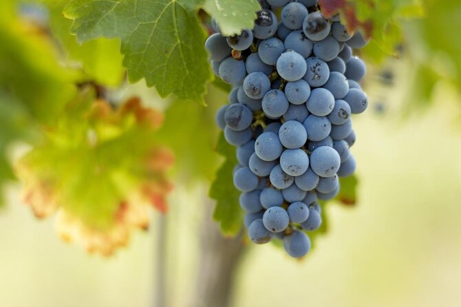 Bordeaux Full Day Wine Tour - 3 Wineries & Gourmet Picnic Lunch - Key Things You Should Know Before You Go