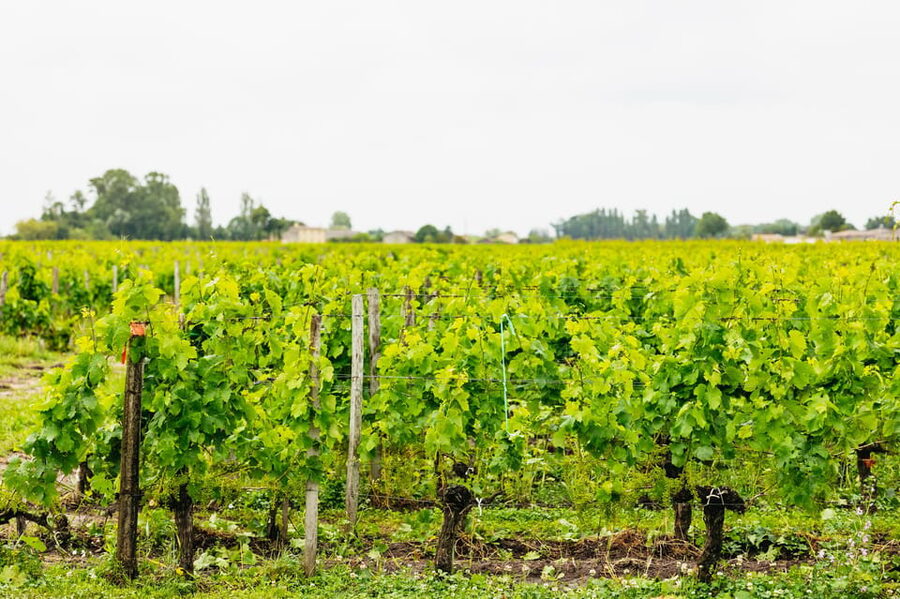 Bordeaux: St. Emilion Day Trip with Wine Tasting and Lunch - Château Stop #2: A Different Style, Another Guided Tasting