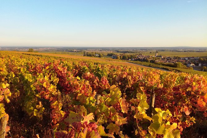 Burgundy Grand Crus Route Day Tour - 14 Wines Tastings in Domains - Price and value: what $302 buys you