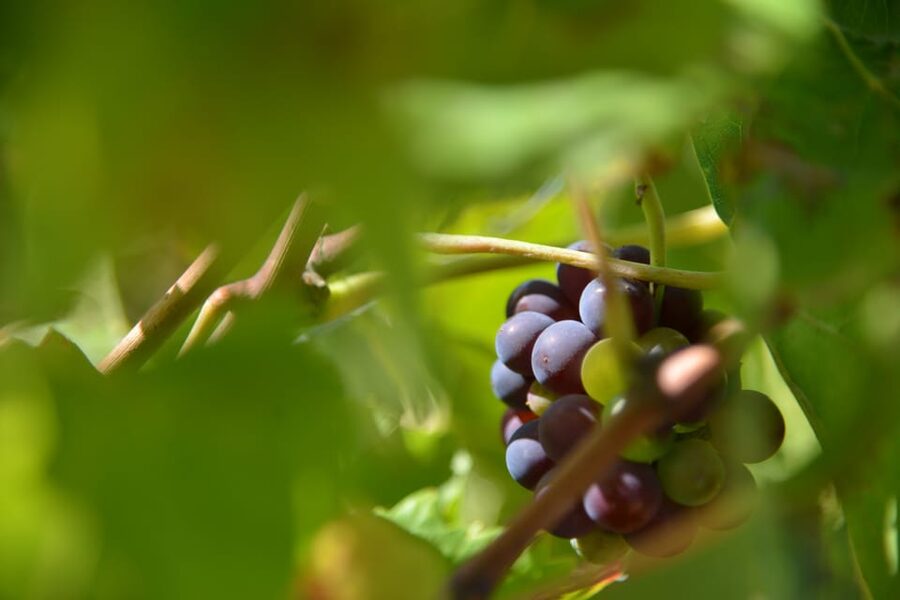 Burgundy Wines Full-Day Tasting Tour from Dijon - Beaune break: lunch ideas and mustards at La Moutarderie Fallot