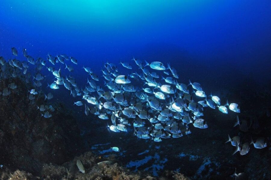 Calvi: Introduction to Diving Dive with an Instructor - Gear check and underwater basics: breathing and floating