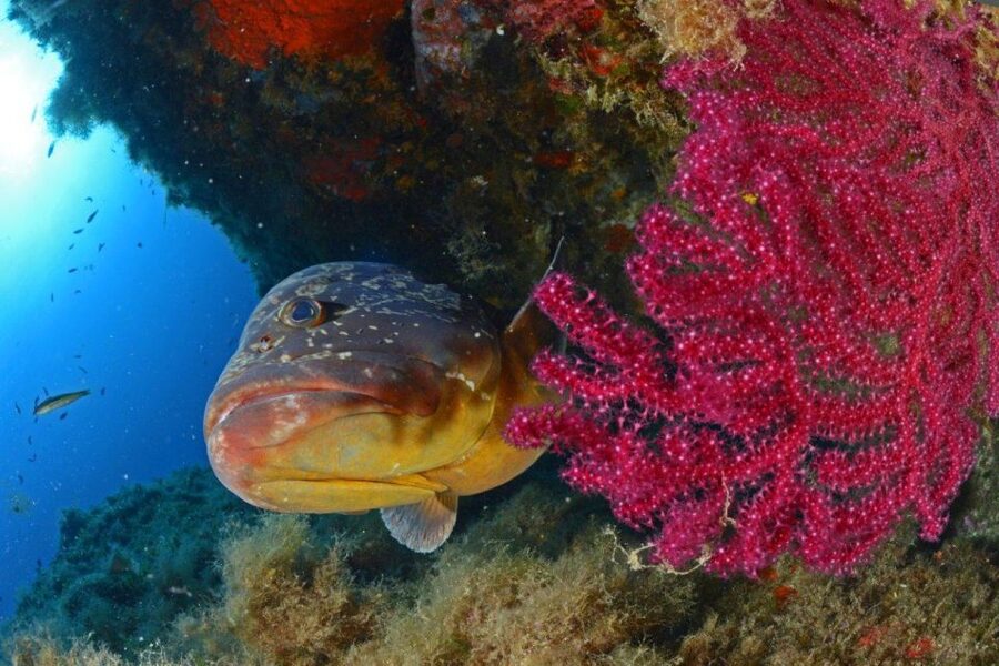 Calvi: Introduction to Diving Dive with an Instructor - The Gulf of Calvi setting: why calm water helps beginners