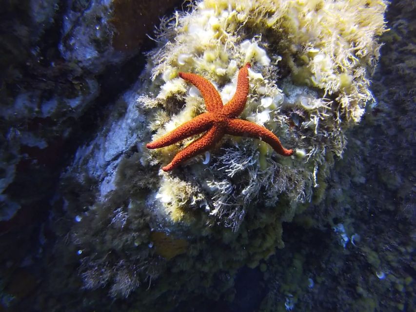 Calvi: Introduction to Diving Dive with an Instructor - The 30-minute introduction that actually prepares you