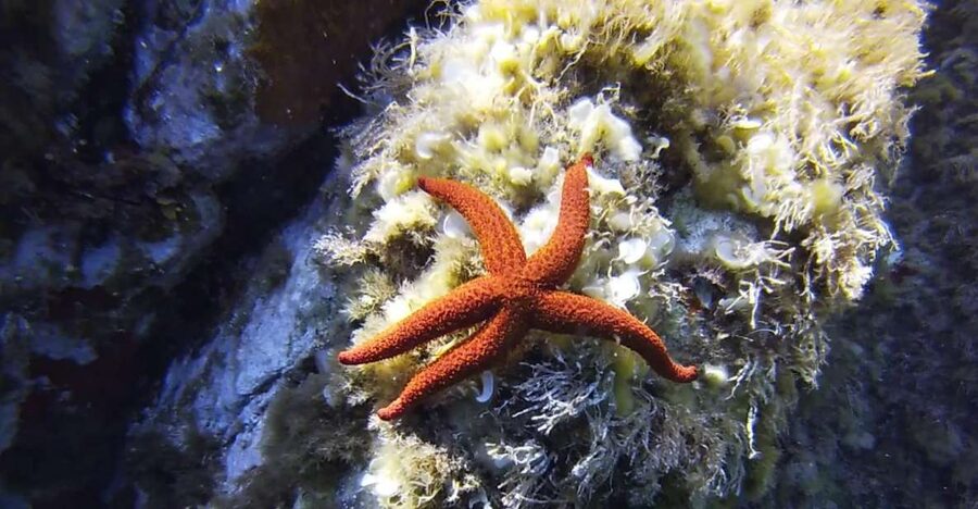 Calvi: Pointe de la Revellata Snorkeling Boat Tour - Key things to know before you go