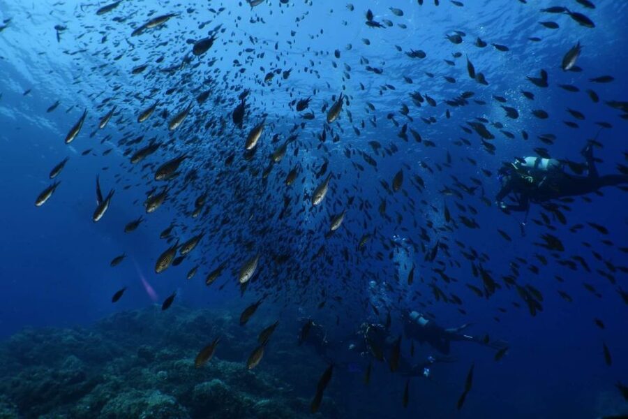 Calvi: Pointe de la Revellata Snorkeling Boat Tour - What the crew includes, and what you should plan for yourself
