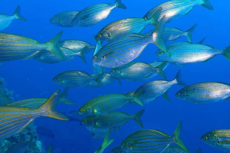 Calvi : Sortie snorkeling en bateau en bordure de réserve - Practical Tips That Make the Water Time Easier