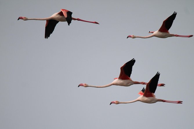 Camargue 4x4 Safari 2 hours Saintes Maries de la Mer - The guide stories that make it feel worth it