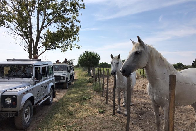 Camargue 4x4 Safari 2 hours Saintes Maries de la Mer - Price and value: why $60.34 can feel fair