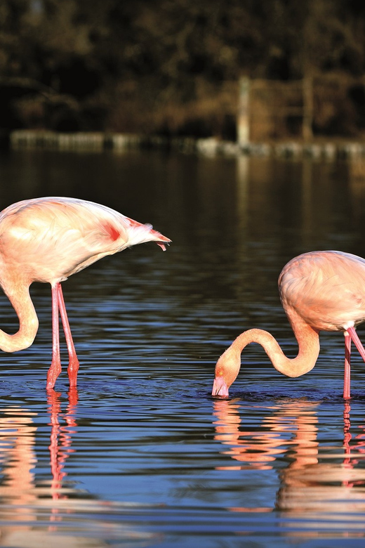 Camargue: Half-Day 4x4 Guided Safari Adventure - Key highlights that make this tour work
