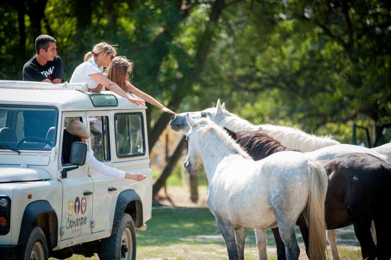 Camargue: Half-Day 4x4 Guided Safari Adventure - Camargue Safari, the way it should feel