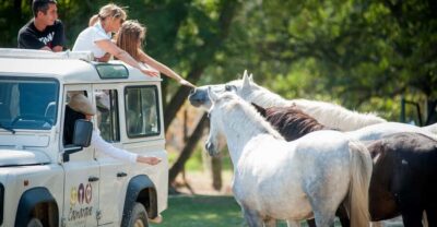 Camargue: Half-Day 4×4 Guided Safari Adventure