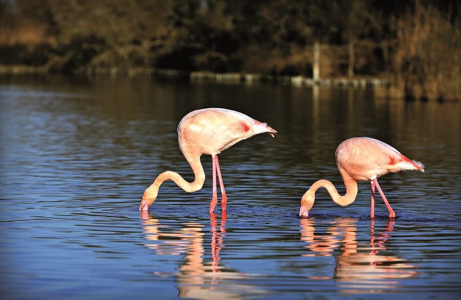 Camargue: Half-Day 4x4 Guided Safari Adventure - What the 210 minutes really feels like