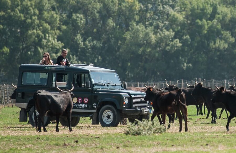 Camargue: Half-Day 4x4 Guided Safari Adventure - Comfort, views, and who this tour suits best