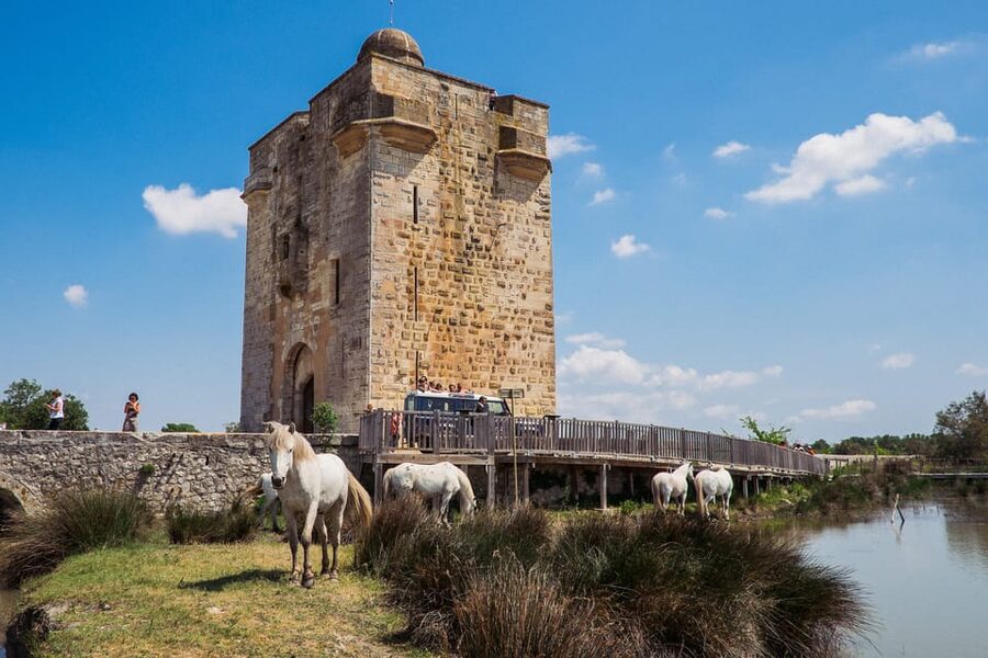 Camargue: Half-Day 4x4 Guided Safari Adventure - Price and value: why $75 feels fair here