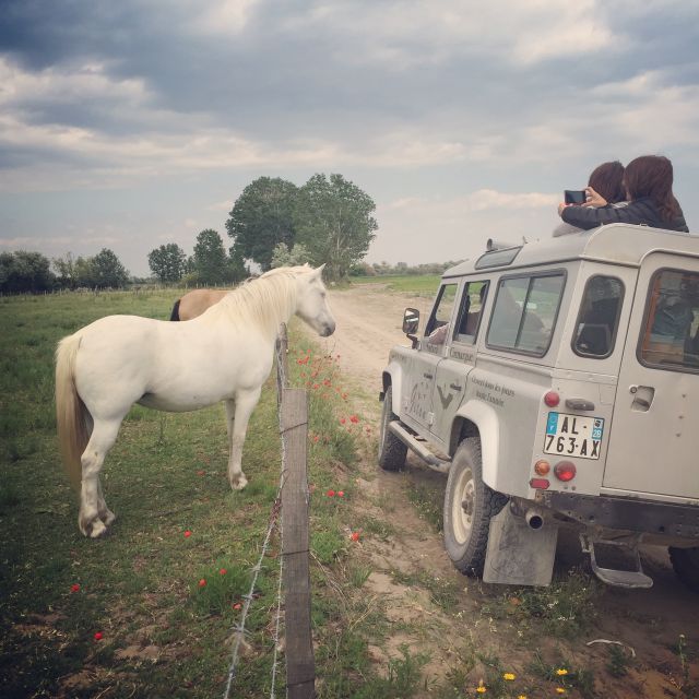 Camargue: Safari from Saintes-Maries-de-la-Mer - Key things to know before you go
