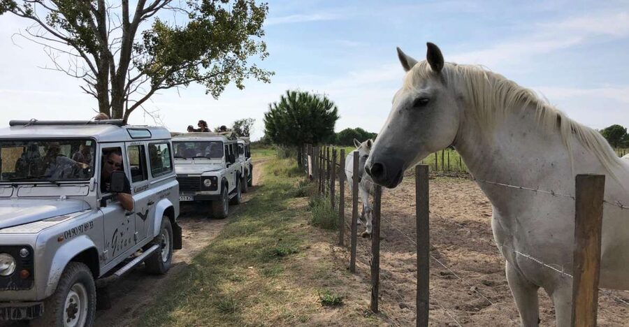 Camargue: Safari from Saintes-Maries-de-la-Mer - The convertible 4x4 ride: view power, comfort tradeoffs