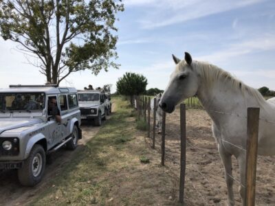 Camargue: Safari from Saintes-Maries-de-la-Mer