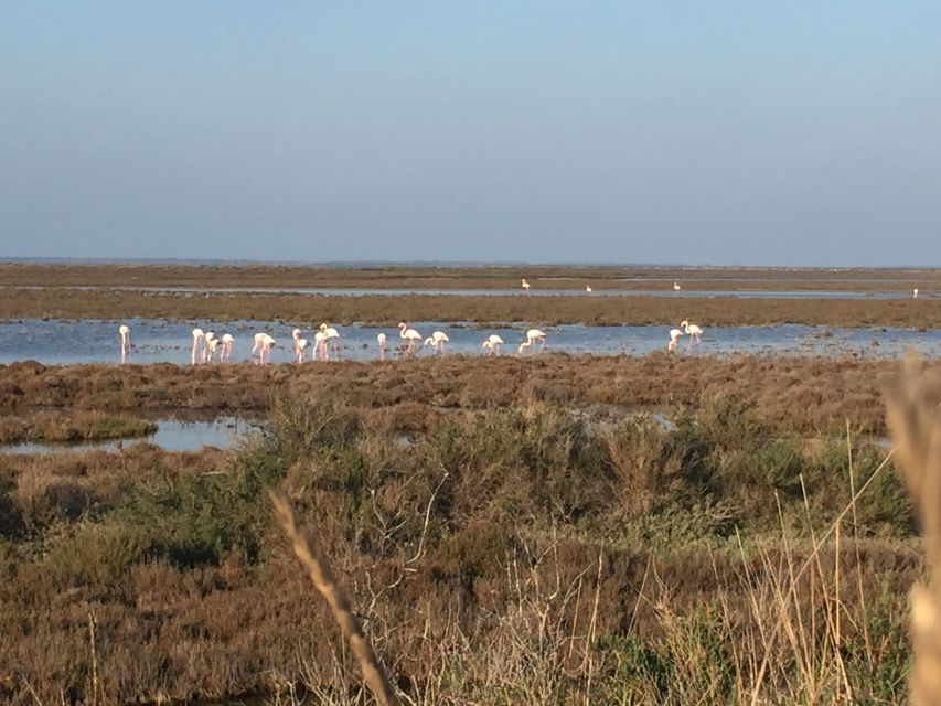 Camargue: Safari from Saintes-Maries-de-la-Mer - Seeing white Camargue horses from the vehicle