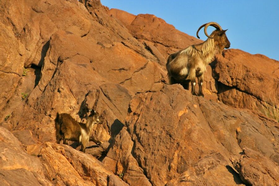 Cargèse: Scandola and Piana Boat Tour with Stop at Girolata - Key Highlights at a Glance