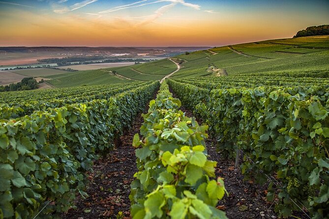 Champagne Day Trip from Reims including 9 Champagne Tastings - Roger-Constant Lemaire and Champagne-Ardenne: where the tastings pile up