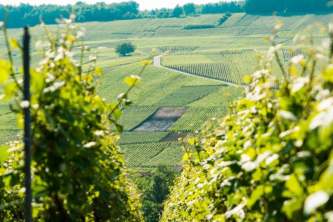 Champagne Day Trip with 6 Tastings, Reims and Winery from Paris - Reims Cathedral Time: Gothic Art, Plus a Self-Guided Photo Window