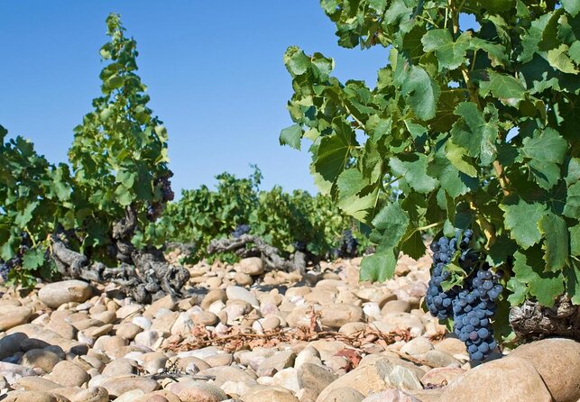 Châteauneuf du Pape Wine Day Tasting Tour including Lunch from Avignon - Key things that make this Châteauneuf-du-Pape wine day work