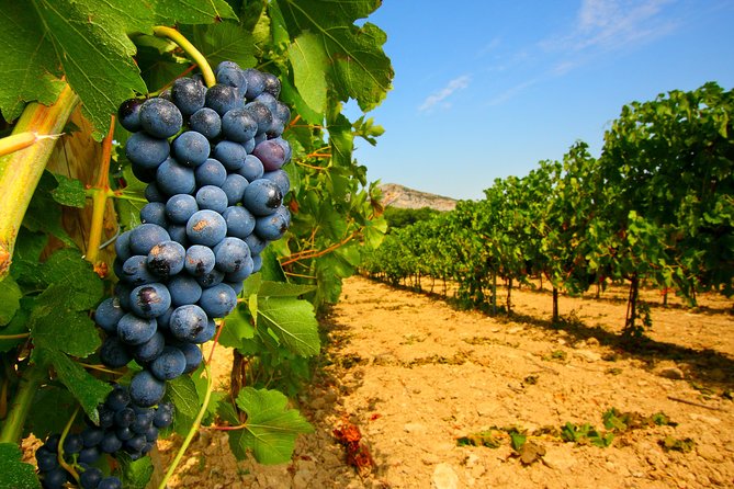 Châteauneuf du Pape Wine Day Tasting Tour including Lunch from Avignon - A Relaxed Small-Group Wine Day From Avignon