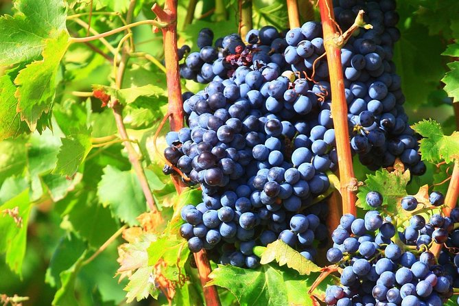 Châteauneuf du Pape Wine Day Tasting Tour including Lunch from Avignon - Choosing the Right Guide: The Human Part of the Day