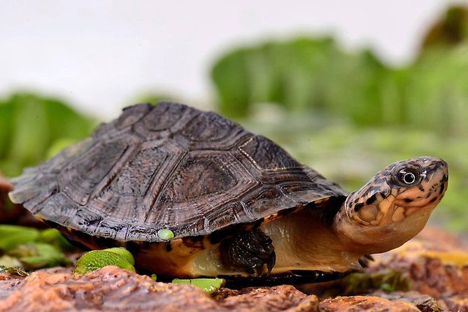 Corsica A Cupulatta Turtle Park Skip the Line Admission Ticket - Key takeaways before you go